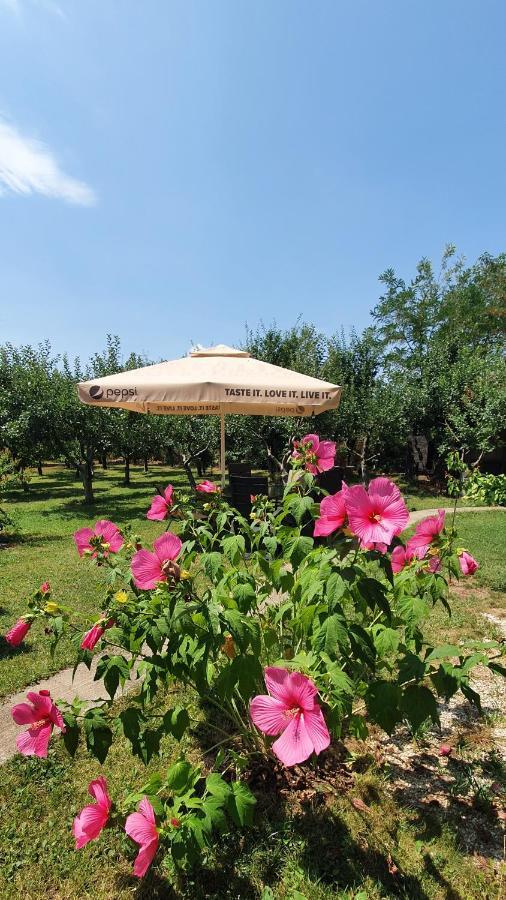 Forest Inn Izvorani المظهر الخارجي الصورة