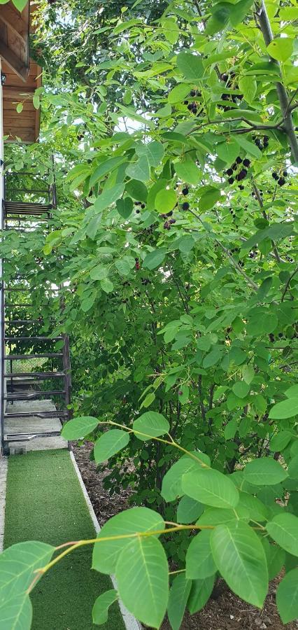 Forest Inn Izvorani المظهر الخارجي الصورة